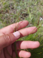 Carex myosuroides