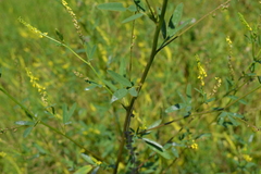 Melilotus dentatus