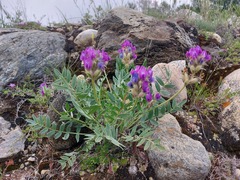 Oxytropis nitens