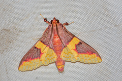 Pachynoa purpuralis