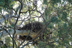 Haliaeetus leucogaster