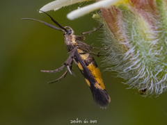 Eretmocera impactella
