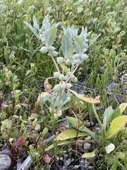 Atriplex holocarpa