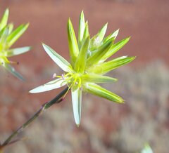 Ptilotus gaudichaudii