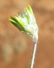 Ptilotus gaudichaudii