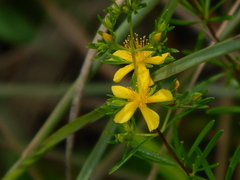 Hypericum fasciculatum