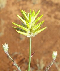 Ptilotus gaudichaudii