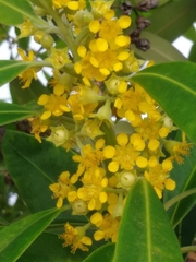 Lauraceae