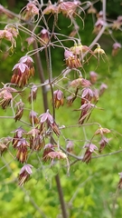 Thalictrum guatemalense