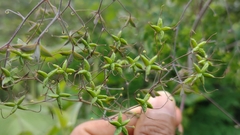 Thalictrum guatemalense