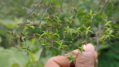 Thalictrum guatemalense