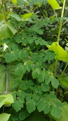 Thalictrum guatemalense