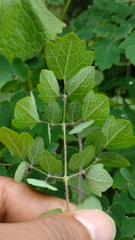 Thalictrum guatemalense