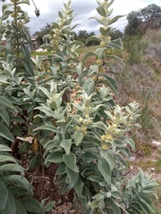 Buddleja perfoliata