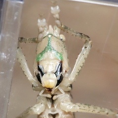 Palaeoagraecia ascenda