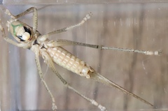 Palaeoagraecia ascenda