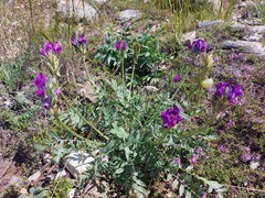 Oxytropis nitens