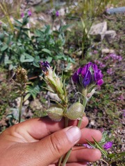 Oxytropis nitens