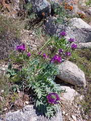 Oxytropis nitens