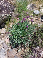 Oxytropis nitens