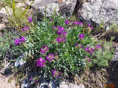 Oxytropis nitens