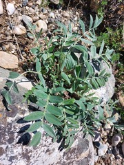 Oxytropis nitens