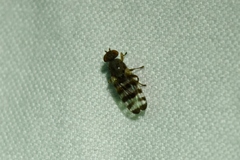 Pseudotephritina