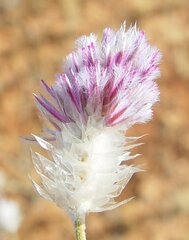Ptilotus helipteroides