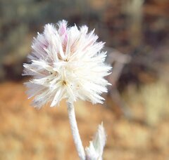 Ptilotus helipteroides