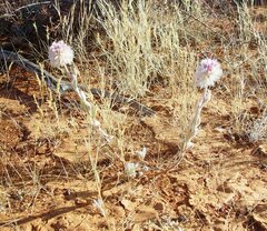Ptilotus helipteroides