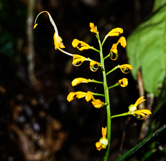 Globba marantina