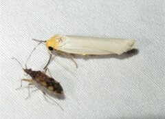 Crambidia xanthocorpa