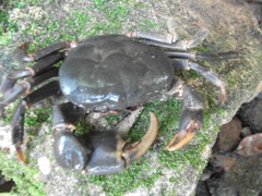 Geothelphusa miyazakii