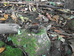 Geothelphusa miyazakii