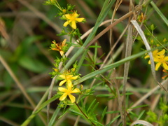 Hypericum fasciculatum