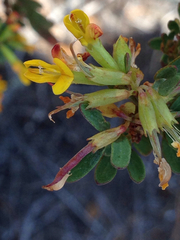 Acmispon dendroideus