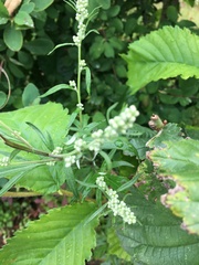Artemisia vulgaris