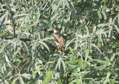 Acrocephalus schoenobaenus