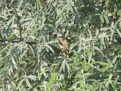 Acrocephalus schoenobaenus