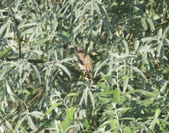 Acrocephalus schoenobaenus