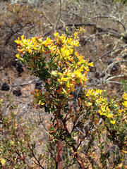 Acmispon dendroideus