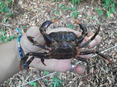 Geothelphusa miyazakii