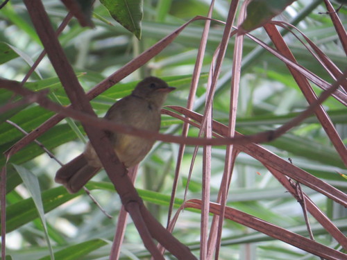 Little Greenbul (Eurillas virens), photo 9