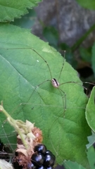 Leuronychus pacificus
