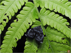 Alampla palaeodes