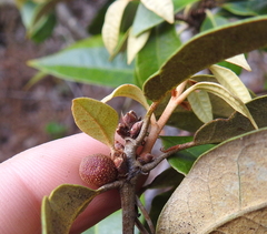 Dryocosmus rileypokei