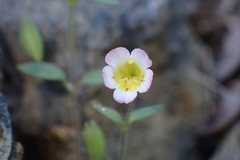 Erythranthe trinitiensis