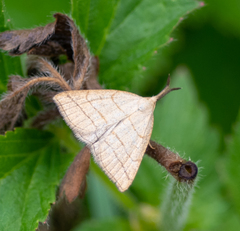 Polypogon tentacularia