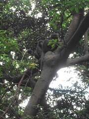 Macaca cyclopis