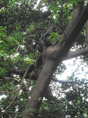 Macaca cyclopis